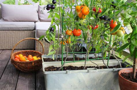 How To Start And Maintain A Balcony Vegetable Garden Balcony Boss