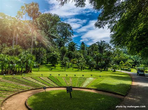 Peradeniya Botanical Gardens Kandy Sri Lanka Fasci Garden