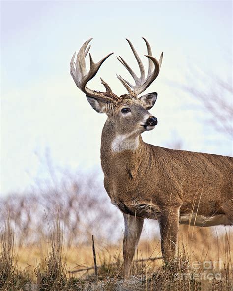 Whitetail Deer