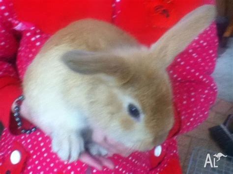 Image Gallery For Cute Baby Rabbits For Sale