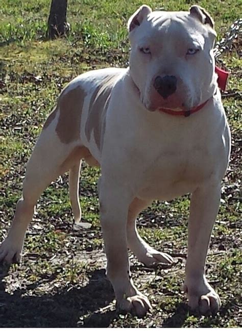 We have 33 american pit bull breeders located in the following states: American Pit Bull Terrier Puppies For Sale | Fulton, MS ...