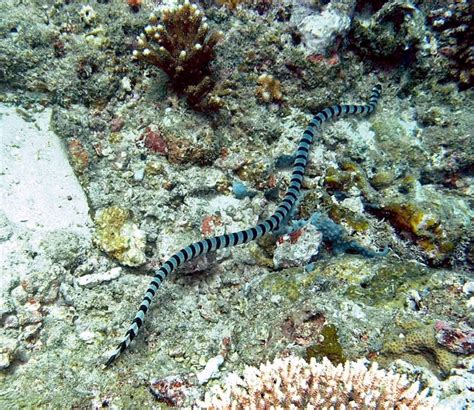 Although this snake's venom is ten times more potent than that of a rattlesnake, the animal is nonaggressive and only known to bite in self defense. Black-banded Sea Krait - "OCEAN TREASURES" Memorial Library