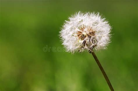 Sunny Dandelion Blowball Stock Image Image Of Macro 123964345