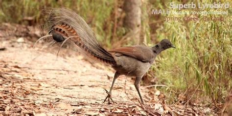 Superb Lyrebird Plumage And That Amazing Tail Echidna Walkabout Tours