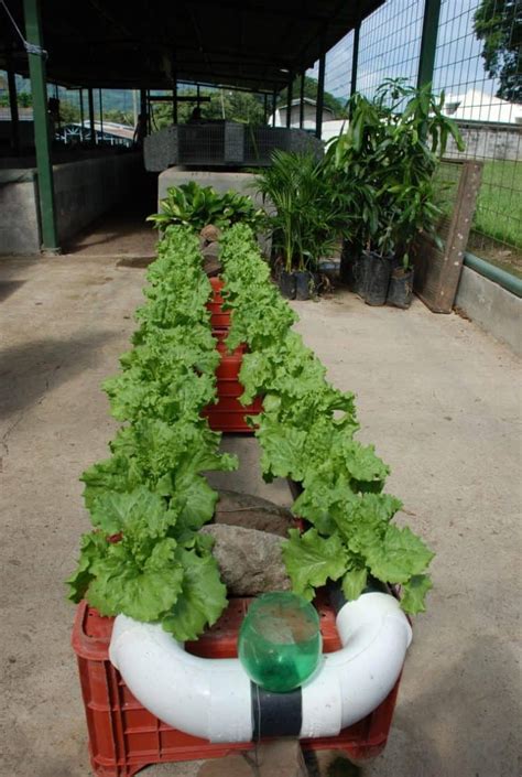 This is why the hydroponic gardening ideas are needed today. Best 20 Vegetable Garden Design Ideas for Green Living ...