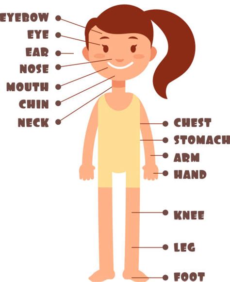 Best Cartoon Of The Female Body Parts Name Illustrations