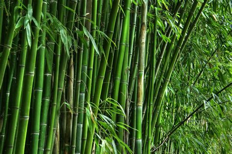 Bamboo Really The Sustainable Timber Choice Abodo