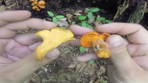 How To Tell The Difference Between Chanterelles And Jack O Lantern