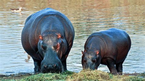 ¿qué Comen Los Hipopótamos ¡todo Sobre Su Alimentación