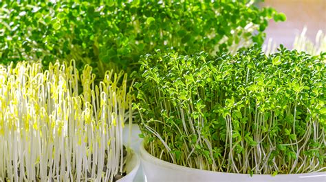 How To Grow Ultra Healthy Microgreens At Home Alsip Home And Nursery