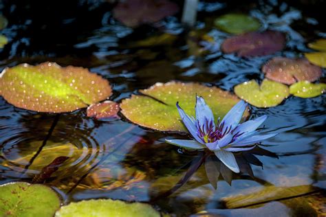 Blue Water Lily Pond Photograph By Brian Harig
