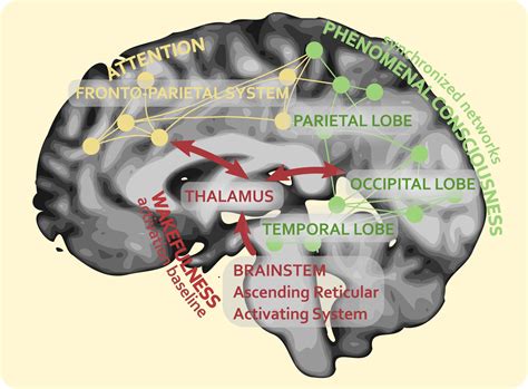 Frontiers The Neural Correlates Of Consciousness And Attention Two