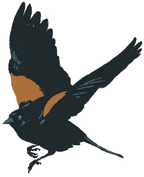 Red Winged Blackbird Png Background Png Play