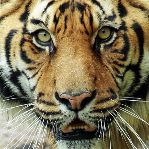 Tiger Face Flickr Photo Sharing