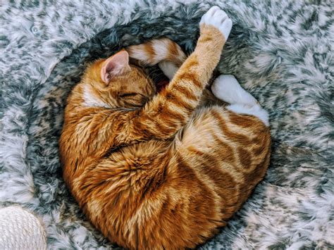 121 Ginger Cat Names The Best Names For Orange Cats