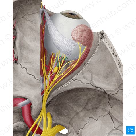Ciliary Muscle Origin Insertion Innervation Function Kenhub