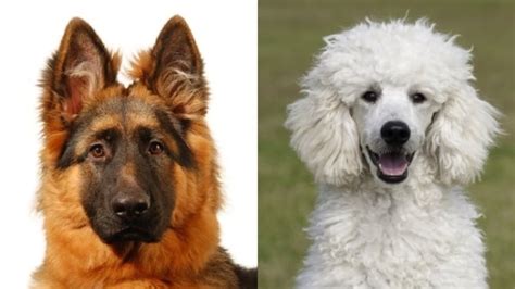 German Shepherd Poodle Mix Everything You Need To Know