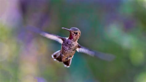 Fotos Gratis Naturaleza Al Aire Libre Pájaro Animal Volador