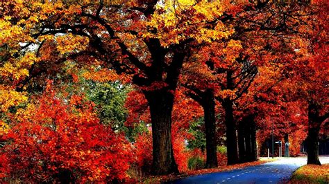 Road Between Red Yellow Green Leaves Tree Branches Hd Fall Wallpapers