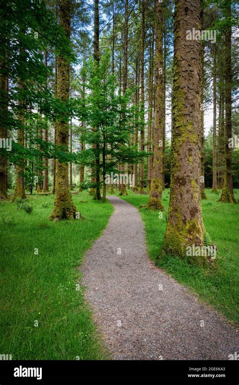 Path Of Pine Trees Hi Res Stock Photography And Images Alamy