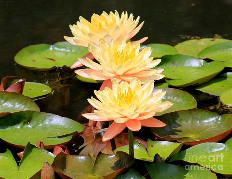 3 Yellow Water Lilies Photograph By Charlene Cox