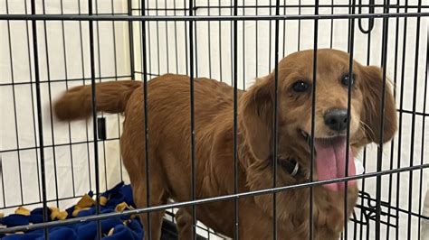 Wisconsin Humane Society Takes In 92 Dogs Rescued From Iowa Breeder