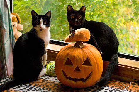Does your shelter restrict black cat adoptions around halloween? Club Q Q107-Loyalty Club (Southern ON Only) v4 - Page 3863