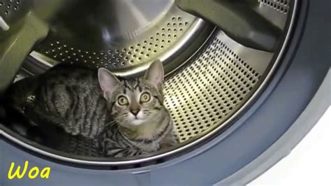 Cats And Kitten Around Inside Washing Machine Compilation Funny Cats