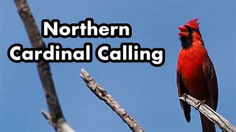 Northern Cardinal Calling From A Tree Branch Bird Sounds And Calls