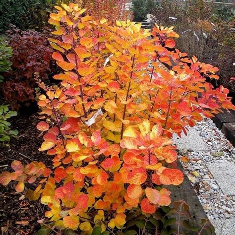 Rhus cotinus, the european smoketree, eurasian smoketree, smoke tree, smoke bush, venetian sumach, or dyer's sumach, is a species of flowering plant in the family anacardiaceae, native to a large area from southern europe. Cotinus coggygria Golden Spirit - Smoke Bush - Black ...
