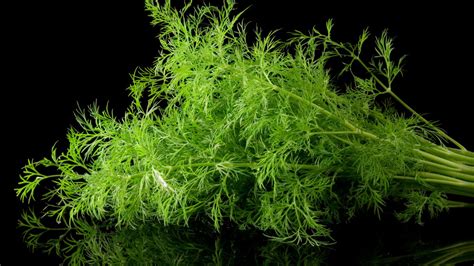 dill 11 health benefits nutritional value uses and side effects