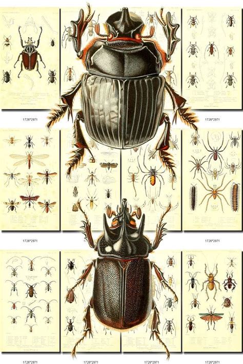 Insects 17 Collection Of 148 Vintage Animals Images Mosquito Etsy