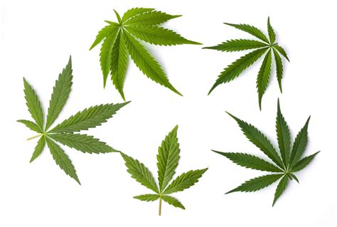 Cannabis Myths Debunking Common Misconceptions Ctu