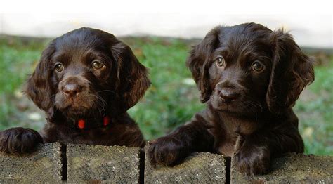 Boykin Spaniel Puppy Tumblr Boykin Spaniel Puppies Kittens And