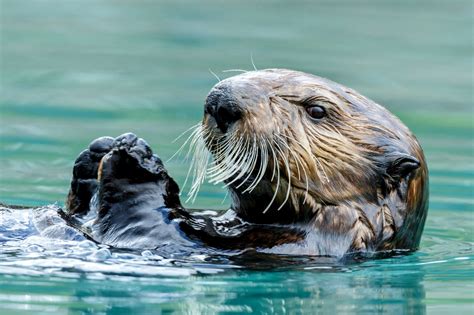 Sea Otters Have A Secret Ability To Generate Internal Body Heat