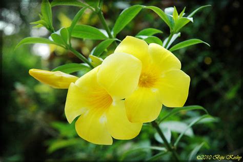 Yellow bells, also known by the common names yellow trumpet flower or yellow elder, is native from arizona to texas and mexico and combines its lush moon valley nurseries has a great selection of arizona yellow bells that are grown only from our best specimens. Kerala Flower: Allamanda Cathartica (Yellow Bell) - a ...