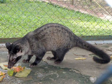 What does musang mean in english? Paradoxurus hermaphroditus 8 | This palm civet or 'Luwak ...