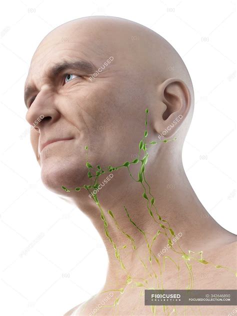 Digital Illustration Of Lymph Nodes Of Throat Of Senior Man — Immune