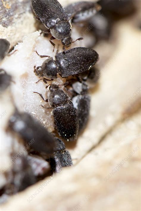 dermestes maculatus beetles stock image c028 7997 science photo library