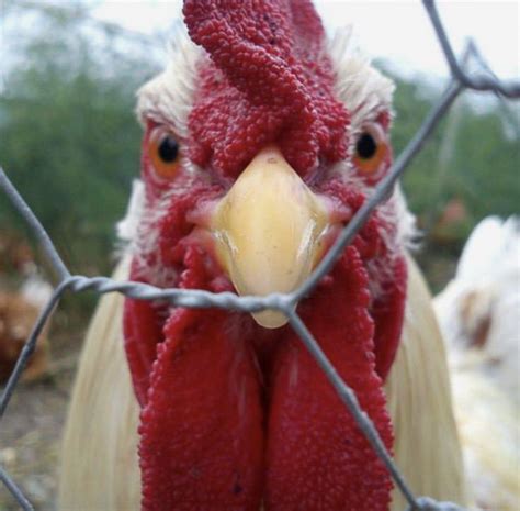 Pin By Chellemichelle On Down On The Farm Funny Chicken Pictures