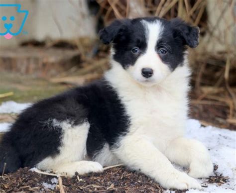 Border Collie Puppies For Sale Puppy Adoption Keystone Puppies