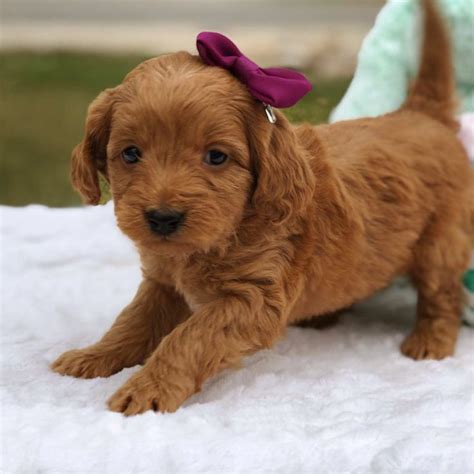 Our goldendoodle puppies are raised beneath the blue skies and warm sun of arizona. Teacup Goldendoodles | Mini goldendoodle puppies, Mini ...