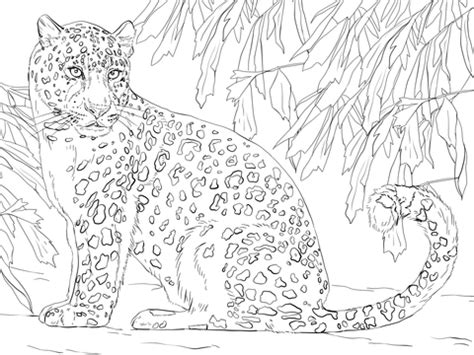 Baby animals online coloring pages. Kolorowanka Lampart amurski | Kolorowanki dla dzieci do druku
