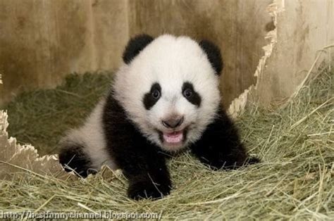 Cute And Funny Pictures Of Animals 68 Pandas 8