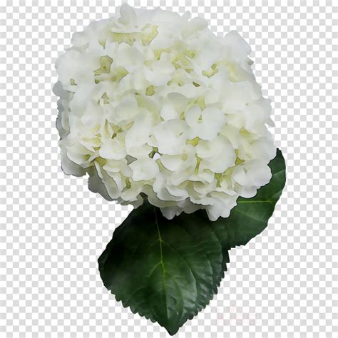 White Hydrangea Clipart 10 Free Cliparts Download Images On