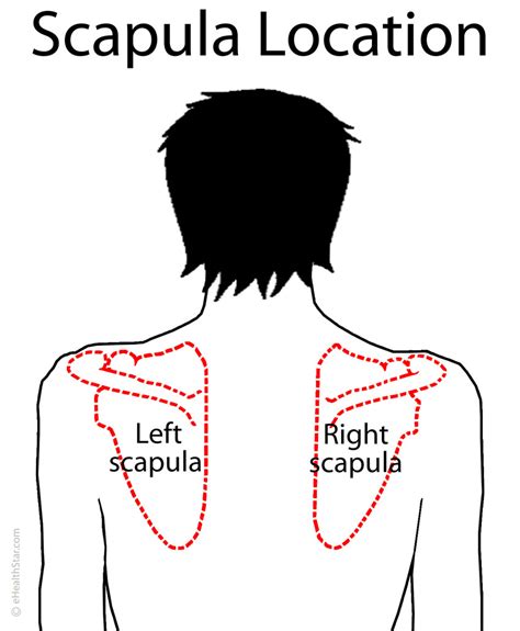 This usually develops due to overworking the muscles, most commonly from a new exercise regime. Scapula (Shoulder Blade) Anatomy, Muscles, Location ...