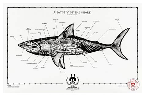 Anatomy Of The Shark By Nychos Rsharks