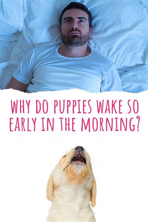 Why Do Puppies Wake So Early In The Morning And 3 Ways To Solve It