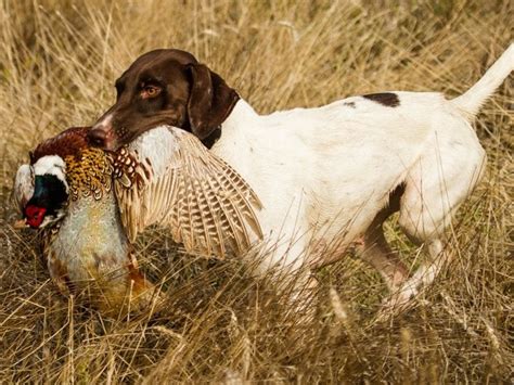 11 Bird Hunting Dog Breeds Experts Weigh In The Goody Pet