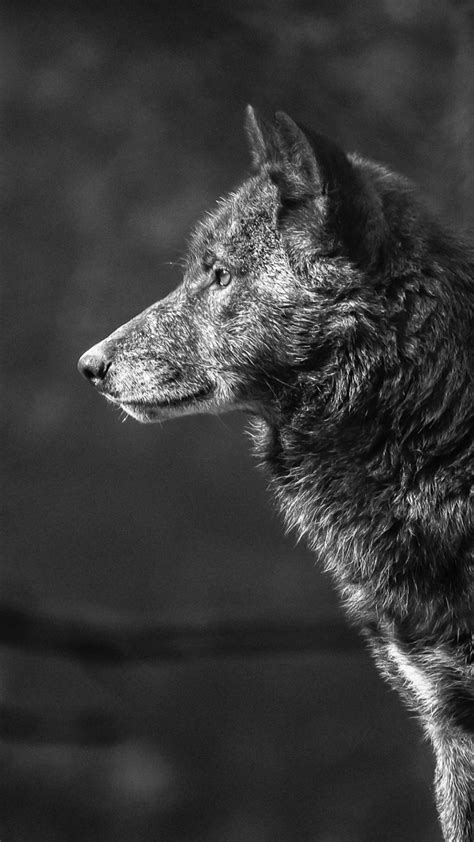Moon, minimal, wolf howling, silhouette, 4k. Обои Волк, Wolf, black, 4K, Животные #19544